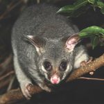 Brushtail pussum looking down from a branch at night