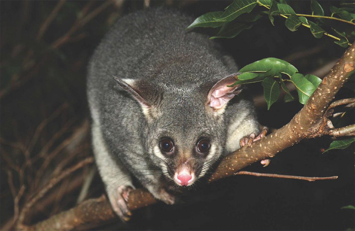 Brushtail pussum looking down from a branch at night
