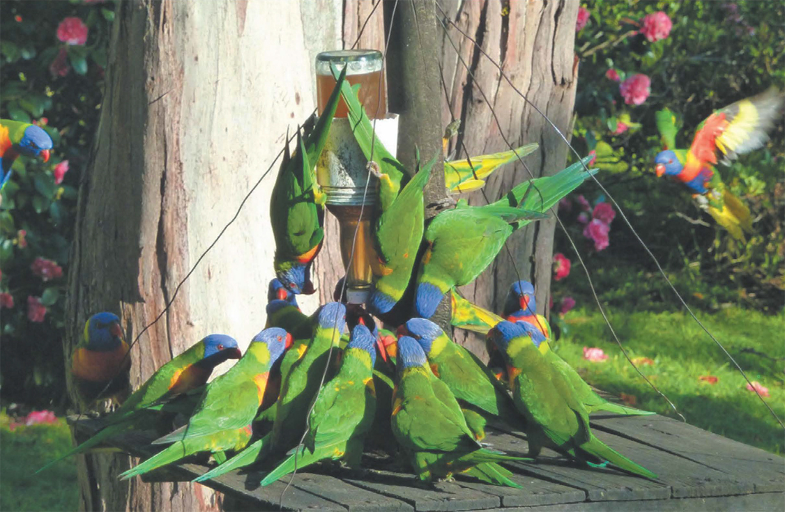 rainbow lorikeets feeding at the base of a tree