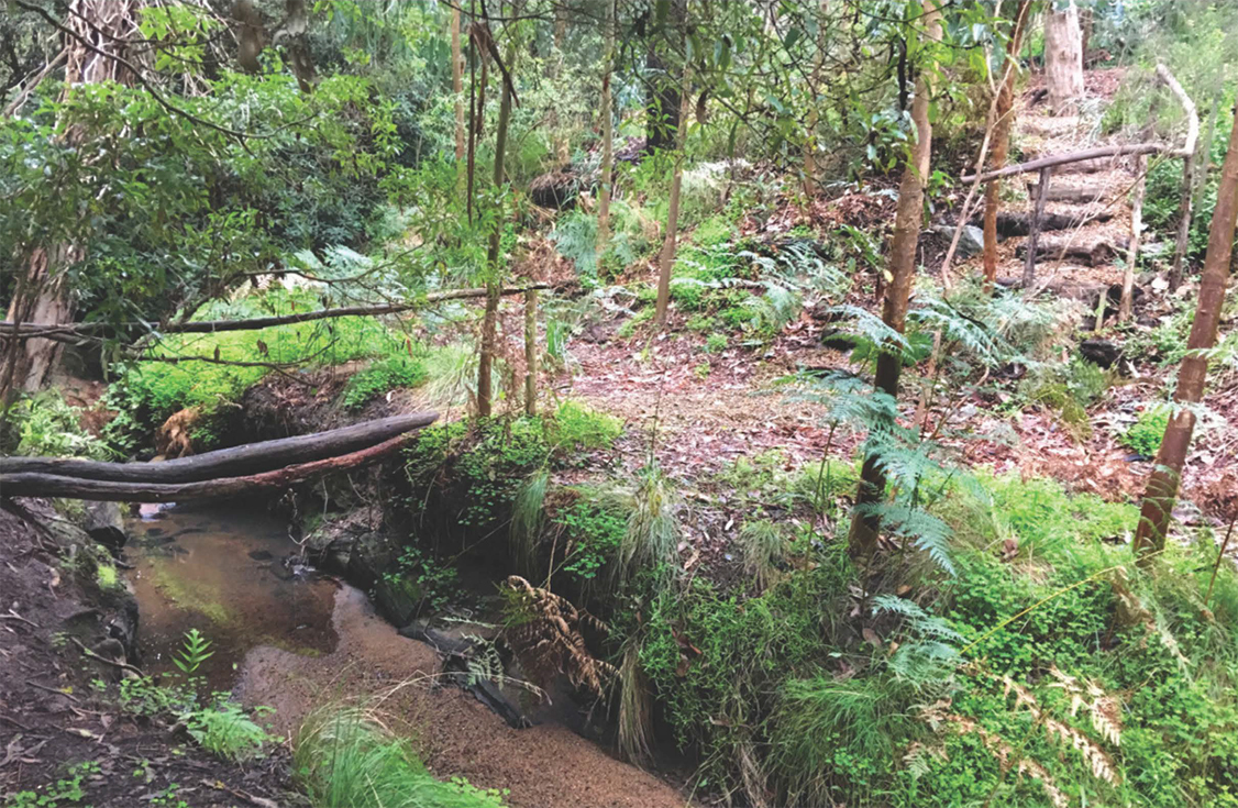 Creek in Millbank Reserve with vegetation