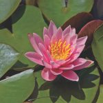 Pink waterlily flower surrounded by dark green leaves