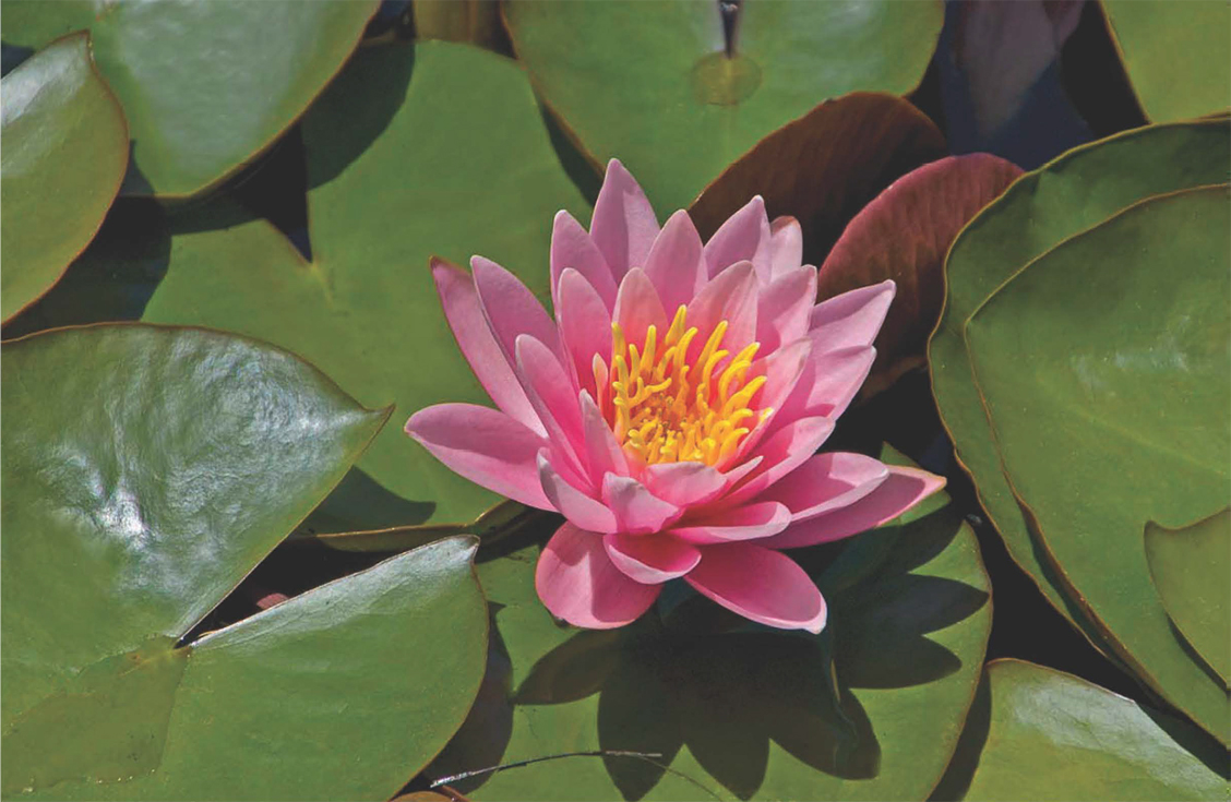 Pink waterlily flower surrounded by dark green leaves