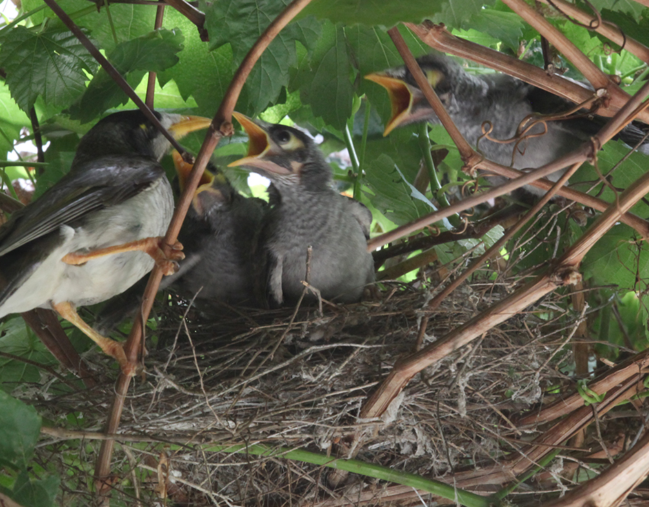 adult grey minah feeding three chicks with their beaks wide open, all in a nest in a grape vine