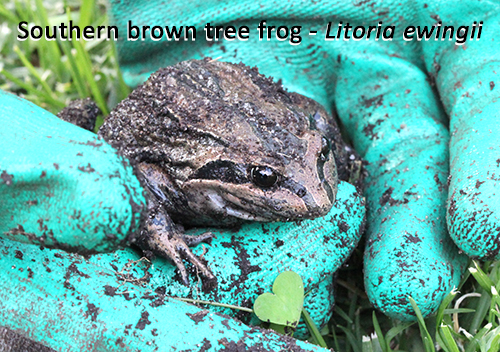 brown frog held in green gloved hands