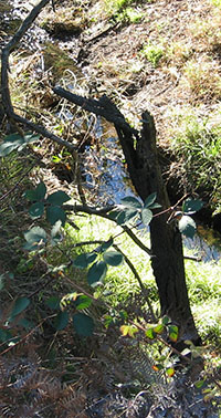 a small creek needing weed control and revegetation